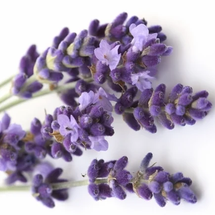 Ramas de lavanda con flores moradas dispuestas sobre un fondo blanco.